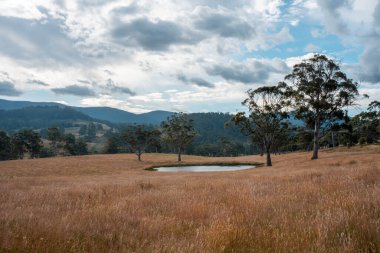 Çayırda otlaklar ve otlar Yazın bir tarlada yenilenebilir organik çiçekler ve bir baraj
