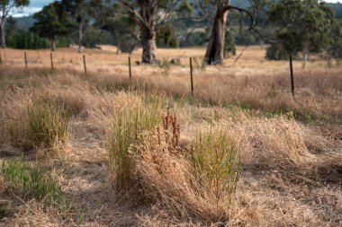 Çayırda otlaklar ve otlar Yazın bir tarlada yenilenebilir organik çiçekler ve bir baraj
