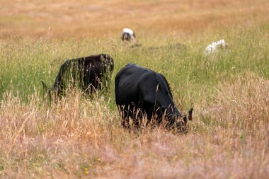 Tohum başları ile uzun otlar ve bir angus sürüsü ve murray gri inekler, öküzler ve boğalar çayırlarda otluyorlar ve yeni Zelanda 'da yaz mevsiminde sürdürülebilir güzel bir tarım çiftliğinde bir ağacın altında dinleniyorlar.