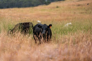 Avustralya 'nın taşrasında bir tarım çiftliğinde uzun otların arasında sürdürülebilir siyah wagyu inekleri sürüsü. iklim değişikliğindeki yenilik 