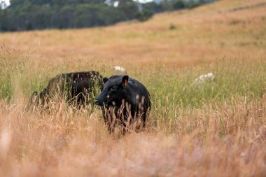 Uzun otların içinde sığır sürüsü Avustralya 'da bir otlakta akşam karanlığında otluyor.