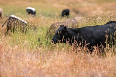 Tohum başları ile uzun otlar ve bir angus sürüsü ve murray gri inekler, öküzler ve boğalar çayırlarda otluyorlar ve yeni Zelanda 'da yaz mevsiminde sürdürülebilir güzel bir tarım çiftliğinde bir ağacın altında dinleniyorlar.