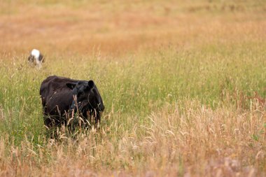 Avustralya 'nın taşrasında bir tarım çiftliğinde uzun otların arasında sürdürülebilir siyah wagyu inekleri sürüsü. iklim değişikliğindeki yenilik 