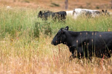 Tohum başları ile uzun otlar ve bir angus sürüsü ve murray gri inekler, öküzler ve boğalar çayırlarda otluyorlar ve yeni Zelanda 'da yaz mevsiminde sürdürülebilir güzel bir tarım çiftliğinde bir ağacın altında dinleniyorlar.