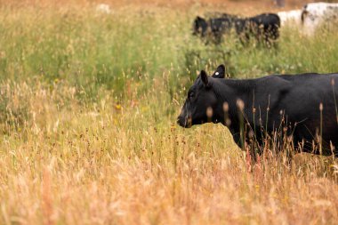 Uzun otların içinde sığır sürüsü Avustralya 'da bir otlakta akşam karanlığında otluyor.