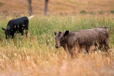 Uzun otların içinde sığır sürüsü Avustralya 'da bir otlakta akşam karanlığında otluyor.