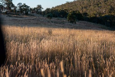 Yenilenebilir tarım çiftliğinde büyüyen çayırlar ve otlar. yerel bitkiler karbon depoluyor 