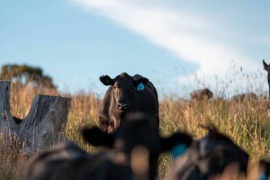 Angus, wagyu ve Murray sığır boğaları ve inekler, Avustralya 'da bir tepede otlanıyorlar..