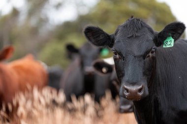 Bir tarladaki inekler, sığır eti ile güzel bir manzaraya sahip bir çiftlikte ot yiyorlar.