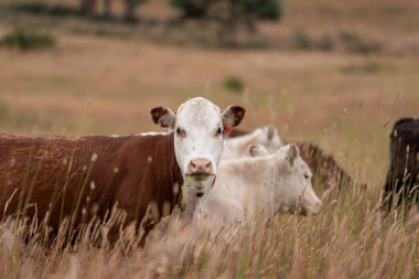 Angus, wagyu ve Murray sığır boğaları ve inekler, Avustralya 'da bir tepede otlanıyorlar..