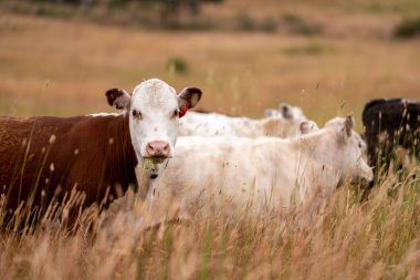 Aygır çiftliğinin yakınında Avustralya 'da bir tarlada otlayan inekler ve buzağılar yetişti. Sürü cinsleri arasında benek parkı, murray grisi, angus ve wagyu uzun otlaklardır. 