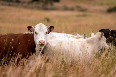 Bir tarladaki inekler, sığır eti ile güzel bir manzaraya sahip bir çiftlikte ot yiyorlar.