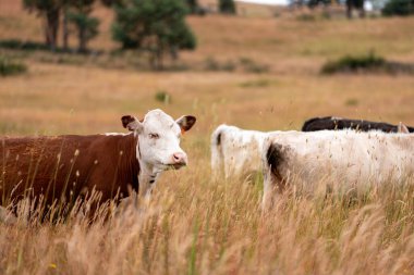 Aygır çiftliğinin yakınında Avustralya 'da bir tarlada otlayan inekler ve buzağılar yetişti. Sürü cinsleri arasında benek parkı, murray grisi, angus ve wagyu uzun otlaklardır. 