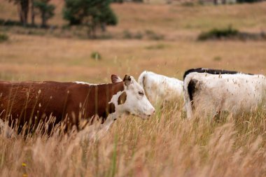 Angus, wagyu ve Murray sığır boğaları ve inekler, Avustralya 'da bir tepede otlanıyorlar..