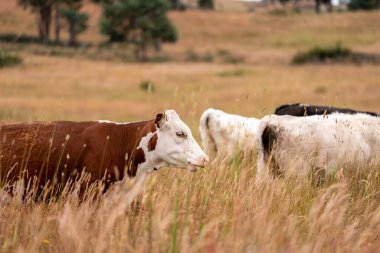Bir tarladaki inekler, sığır eti ile güzel bir manzaraya sahip bir çiftlikte ot yiyorlar.