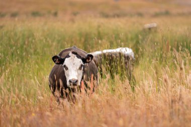 Bir tarladaki inekler, sığır eti ile güzel bir manzaraya sahip bir çiftlikte ot yiyorlar.
