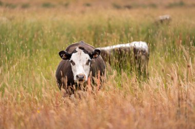 Aygır çiftliğinin yakınında Avustralya 'da bir tarlada otlayan inekler ve buzağılar yetişti. Sürü cinsleri arasında benek parkı, murray grisi, angus ve wagyu uzun otlaklardır. 