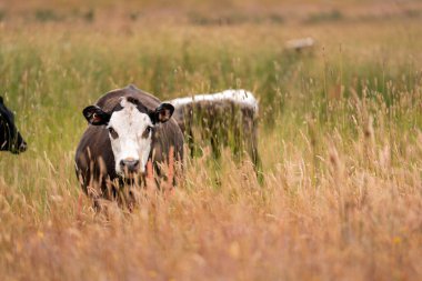 Beef Angus ve Wagyu inekleri kurak bir yazda bir tarlada otluyorlar. Çiftlikteki bir inek sürüsü tarım alanında rejeneratif tarım yapıyor. Akşam karanlığında sığırlarla dolu şişman sığırlar.