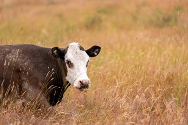 Aygır çiftliğinin yakınında Avustralya 'da bir tarlada otlayan inekler ve buzağılar yetişti. Sürü cinsleri arasında benek parkı, murray grisi, angus ve wagyu uzun otlaklardır. 
