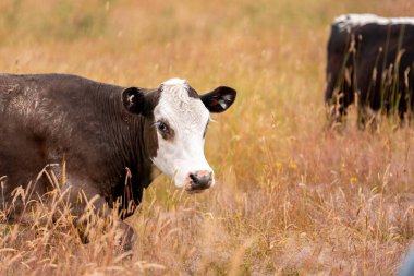 Beef Angus ve Wagyu inekleri kurak bir yazda bir tarlada otluyorlar. Çiftlikteki bir inek sürüsü tarım alanında rejeneratif tarım yapıyor. Akşam karanlığında sığırlarla dolu şişman sığırlar.