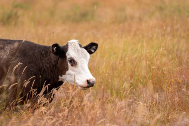 Angus, wagyu ve Murray sığır boğaları ve inekler, Avustralya 'da bir tepede otlanıyorlar..