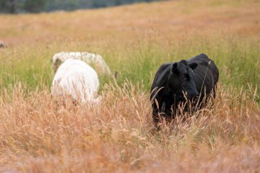 Bir tarladaki inekler, sığır eti ile güzel bir manzaraya sahip bir çiftlikte ot yiyorlar.