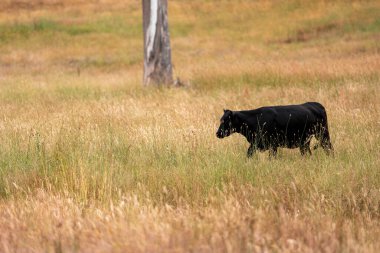 Aygır çiftliğinin yakınında Avustralya 'da bir tarlada otlayan inekler ve buzağılar yetişti. Sürü cinsleri arasında benek parkı, murray grisi, angus ve wagyu uzun otlaklardır. 