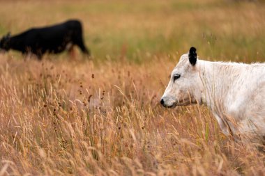 Beef Angus ve Wagyu inekleri kurak bir yazda bir tarlada otluyorlar. Çiftlikteki bir inek sürüsü tarım alanında rejeneratif tarım yapıyor. Akşam karanlığında sığırlarla dolu şişman sığırlar.