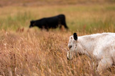 Aygır çiftliğinin yakınında Avustralya 'da bir tarlada otlayan inekler ve buzağılar yetişti. Sürü cinsleri arasında benek parkı, murray grisi, angus ve wagyu uzun otlaklardır. 