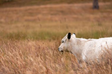 Aygır çiftliğinin yakınında Avustralya 'da bir tarlada otlayan inekler ve buzağılar yetişti. Sürü cinsleri arasında benek parkı, murray grisi, angus ve wagyu uzun otlaklardır. 