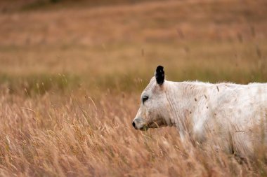 Bir tarladaki inekler, sığır eti ile güzel bir manzaraya sahip bir çiftlikte ot yiyorlar.