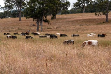 Angus, wagyu ve Murray sığır boğaları ve inekler, Avustralya 'da bir tepede otlanıyorlar..