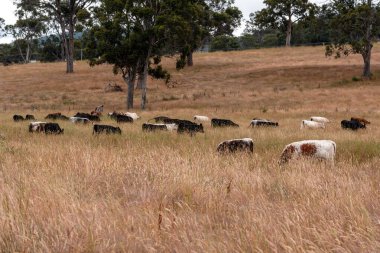 Beef Angus ve Wagyu inekleri kurak bir yazda bir tarlada otluyorlar. Çiftlikteki bir inek sürüsü tarım alanında rejeneratif tarım yapıyor. Akşam karanlığında sığırlarla dolu şişman sığırlar.
