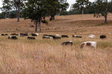 Aygır çiftliğinin yakınında Avustralya 'da bir tarlada otlayan inekler ve buzağılar yetişti. Sürü cinsleri arasında benek parkı, murray grisi, angus ve wagyu uzun otlaklardır. 