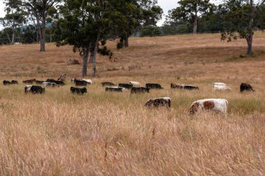 Bir tarladaki inekler, sığır eti ile güzel bir manzaraya sahip bir çiftlikte ot yiyorlar.