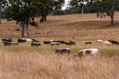 Angus, wagyu ve Murray sığır boğaları ve inekler, Avustralya 'da bir tepede otlanıyorlar..