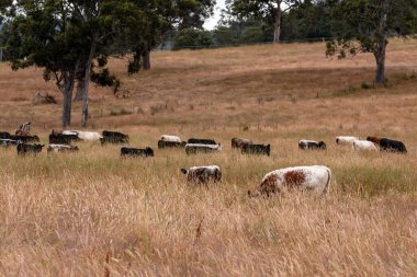 Aygır çiftliğinin yakınında Avustralya 'da bir tarlada otlayan inekler ve buzağılar yetişti. Sürü cinsleri arasında benek parkı, murray grisi, angus ve wagyu uzun otlaklardır. 
