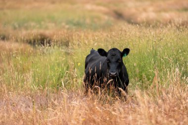 Angus, wagyu ve Murray sığır boğaları ve inekler, Avustralya 'da bir tepede otlanıyorlar..