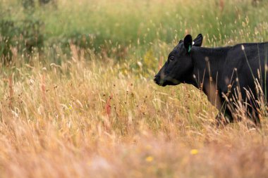 Bir tarladaki inekler, sığır eti ile güzel bir manzaraya sahip bir çiftlikte ot yiyorlar.