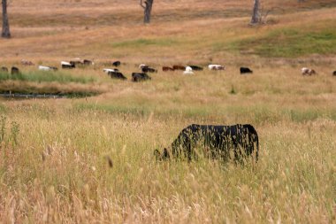 Aygır çiftliğinin yakınında Avustralya 'da bir tarlada otlayan inekler ve buzağılar yetişti. Sürü cinsleri arasında benek parkı, murray grisi, angus ve wagyu uzun otlaklardır. 
