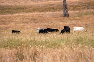 Beef Angus ve Wagyu inekleri kurak bir yazda bir tarlada otluyorlar. Çiftlikteki bir inek sürüsü tarım alanında rejeneratif tarım yapıyor. Akşam karanlığında sığırlarla dolu şişman sığırlar.