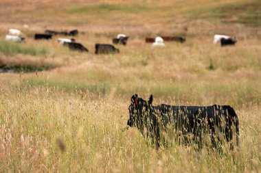 Bir tarladaki inekler, sığır eti ile güzel bir manzaraya sahip bir çiftlikte ot yiyorlar.