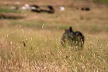 Beef Angus ve Wagyu inekleri kurak bir yazda bir tarlada otluyorlar. Çiftlikteki bir inek sürüsü tarım alanında rejeneratif tarım yapıyor. Akşam karanlığında sığırlarla dolu şişman sığırlar.