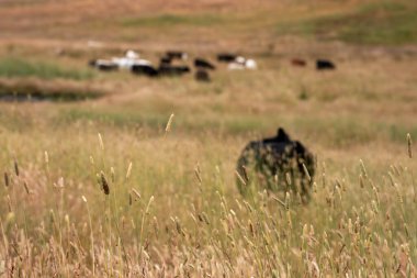 Bir tarladaki inekler, sığır eti ile güzel bir manzaraya sahip bir çiftlikte ot yiyorlar.