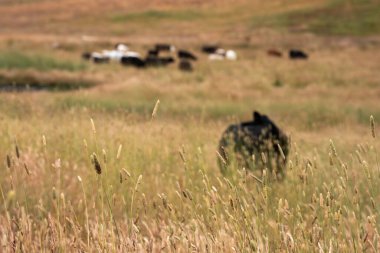 Angus, wagyu ve Murray sığır boğaları ve inekler, Avustralya 'da bir tepede otlanıyorlar..