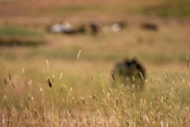 Beef Angus ve Wagyu inekleri kurak bir yazda bir tarlada otluyorlar. Çiftlikteki bir inek sürüsü tarım alanında rejeneratif tarım yapıyor. Akşam karanlığında sığırlarla dolu şişman sığırlar.