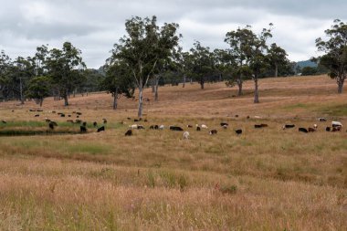 Aygır çiftliğinin yakınında Avustralya 'da bir tarlada otlayan inekler ve buzağılar yetişti. Sürü cinsleri arasında benek parkı, murray grisi, angus ve wagyu uzun otlaklardır. 