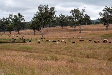 Bir tarladaki inekler, sığır eti ile güzel bir manzaraya sahip bir çiftlikte ot yiyorlar.