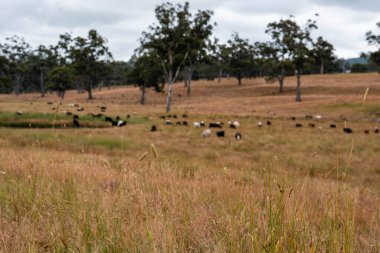 Beef Angus ve Wagyu inekleri kurak bir yazda bir tarlada otluyorlar. Çiftlikteki bir inek sürüsü tarım alanında rejeneratif tarım yapıyor. Akşam karanlığında sığırlarla dolu şişman sığırlar.