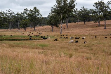 Aygır çiftliğinin yakınında Avustralya 'da bir tarlada otlayan inekler ve buzağılar yetişti. Sürü cinsleri arasında benek parkı, murray grisi, angus ve wagyu uzun otlaklardır. 
